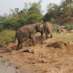 Nature wellness retreat - A Detailed Look at the 5-Day Itinerary