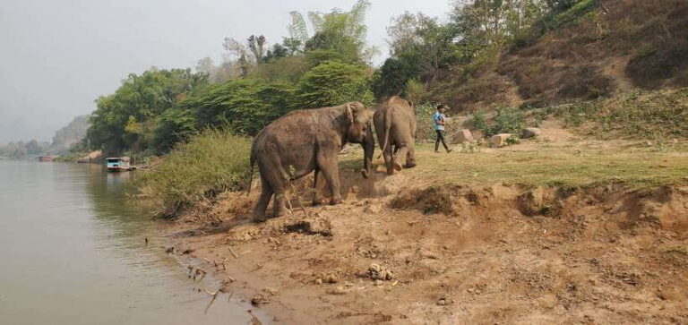 Nature wellness retreat - A Detailed Look at the 5-Day Itinerary