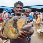 Negombo City Highlight & Local Food Tasting All Include Tour - A Day in the Life: Breakdown of the Itinerary