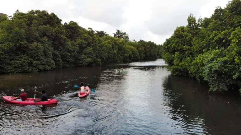 Negombo: Guided Kayaking Tour in the Lagoon - What to Expect from the Tour