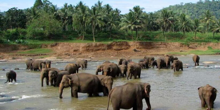Negombo: Kandy and Pinnawala Elephant Orphanage Day Tour - Scenic Drive to Kandy