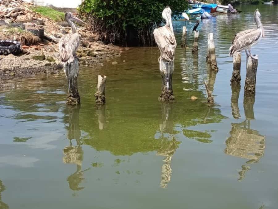 Negombo Lagoon Boat Tour, Hotel Pickup (Monkey, Mangrove) - What is Included and How the Tour is Structured