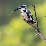 Negombo Lagoon & Muthurjawela Bird Watching Boat Tour - Exploring the Itinerary in Detail