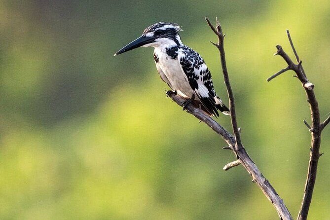 Negombo Lagoon & Muthurjawela Bird Watching Boat Tour - Exploring the Itinerary in Detail