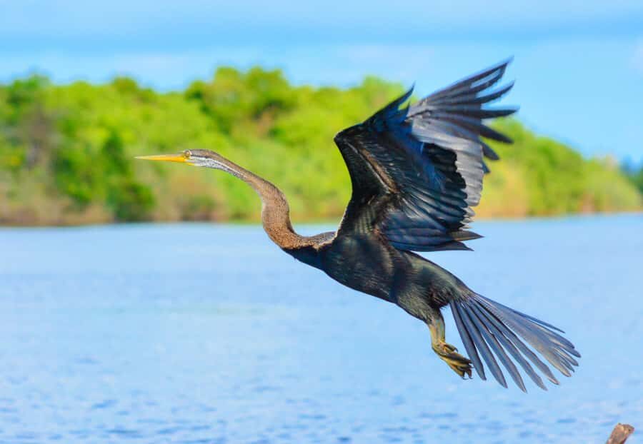 Negombo private city-Lagoon: Sunrise or Sunset Kayaking Tour - Why You’ll Love This Kayaking Tour in Negombo