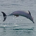 Nelson Bay: Dolphin Watch Cruise and Sail - Who Should Consider This Tour?
