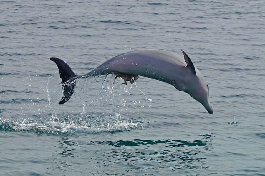Nelson Bay: Dolphin Watch Cruise and Sail - Who Should Consider This Tour?
