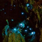 Nelson: Brook Waimrama Sanctuary Guided Night Walk - What Is the Brook Waimama Sanctuary Night Walk?