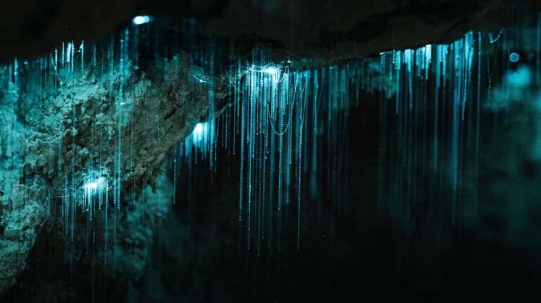 New Zealand: Milky Way Glowworm Cave Tour - Authentic Experiences and Genuine Insights from Reviews