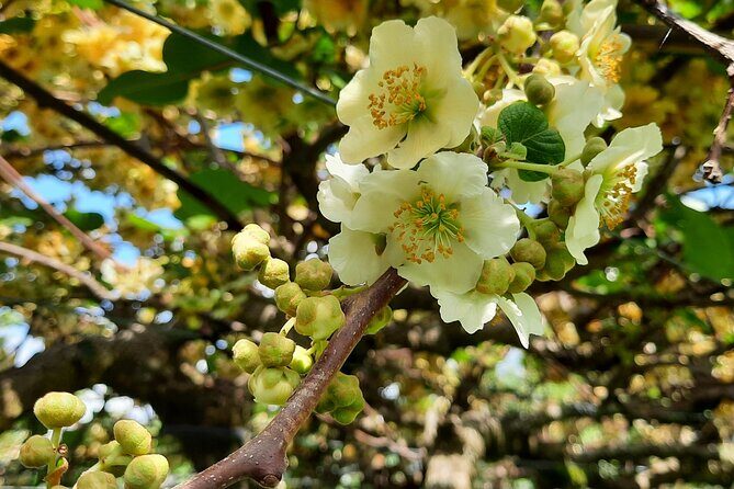 New Zealand Tauranga Tour with Transportation and Snacks - Transportation and Group Size