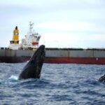 Newcastle: Humpback Whale Watching Cruise and Harbor Tour - An In-Depth Look at the Whale Watching Experience