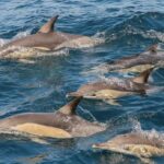 Newcastle: Port Stephens day tour. Dolphins, hike, swim. - What Could Be Improved?