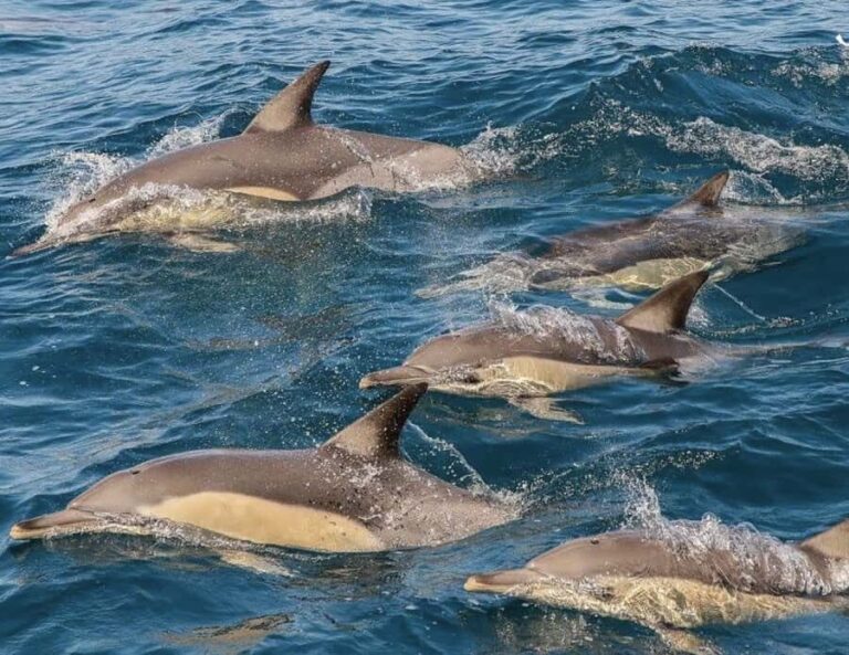 Newcastle: Port Stephens day tour. Dolphins, hike, swim. - What Could Be Improved?