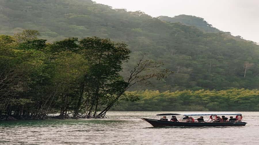 Night Safari Mangrove Tour with Guide & BBQ Buffet - What to Expect Throughout the Tour