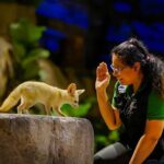 Night Safari Singapore Skip the Line Tickets with Tram Ride - Practical Aspects: Transportation, Timing, and Group Size