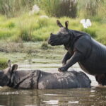 Night Stay in Chitwan National Park, 2 Nights 3 Days Package - Summary: Who Should Consider This Tour?