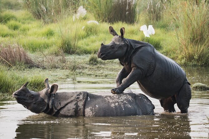 Night Stay in Chitwan National Park, 2 Nights 3 Days Package - Summary: Who Should Consider This Tour?