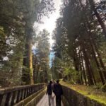 Nikko: a guided tour of the UNESCO World Heritage shrine, nestled in the forest - Why this tour offers good value