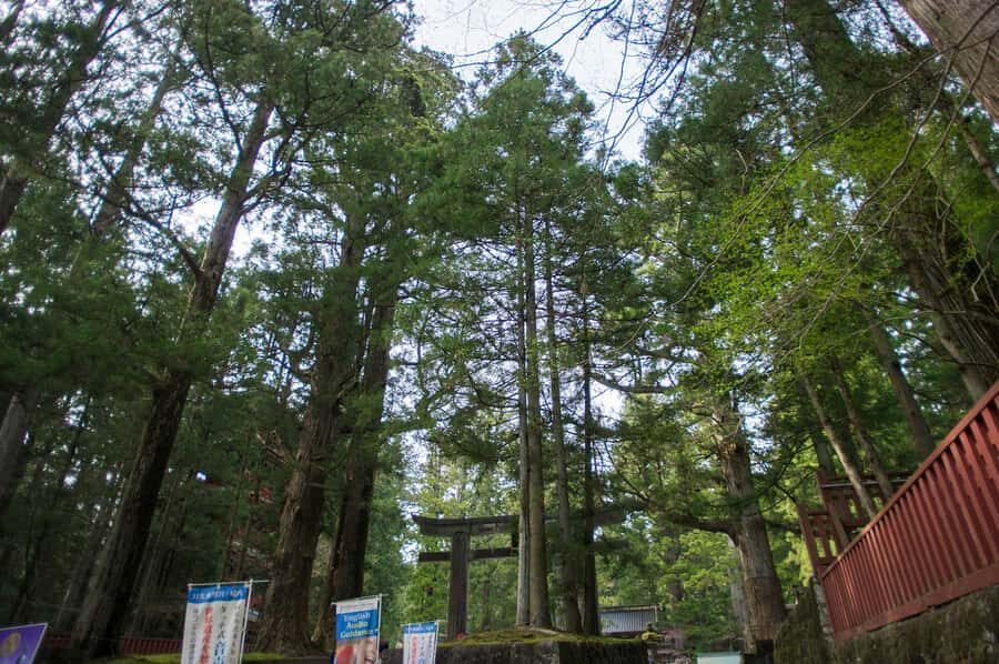 Nikko: Full-Day Private Tour with Local Lunch & Hotel Pickup - The Practicalities and Value of This Tour