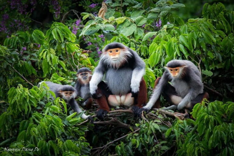 Ninh Binh: Cuc Phuong Jungle Hike & Wildlife Day Trip - What Sets This Tour Apart?
