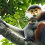 Ninh Binh: Cuc Phuong Jungle Trek, Wildlife & Ancient Caves - Jungle Trek and the Thousand-year-old Cho Tree