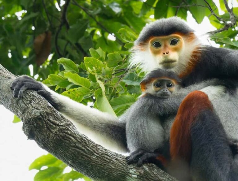 Ninh Binh: Cuc Phuong Jungle Trek, Wildlife & Ancient Caves - Jungle Trek and the Thousand-year-old Cho Tree