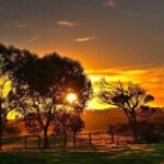 Nocturnal Tour of Kangaroo Island - What to Expect: A Closer Look