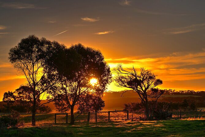 Nocturnal Tour of Kangaroo Island - What to Expect: A Closer Look