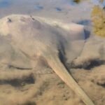 Noosa Heads: Epic Hidden Waterways & Wildlife Kayak Tour - Who Is This Tour Best For?