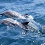 Noosa: National Park and Dolphin Watching Safari - Why This Tour Works Well