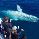 Noosa; Noosa Ocean Adventures - Whale Watching - Good To Know