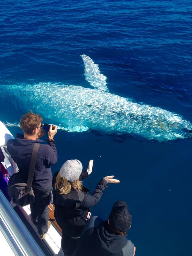 Noosa; Noosa Ocean Adventures - Whale Watching - Good To Know