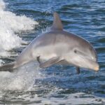 Noosa Ocean adventure & Dolphin Safari. - Price, Duration, and Value