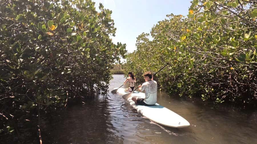 Noosa Stand Up Paddle & Mangrove Tunnel Tour (Self Guided) - Starting at Weyba Esplanade  