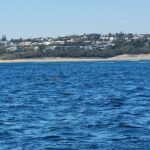 Noosa Surfing and Snorkel Boat Charters to Sunshine Coast in QLD - Why This Tour Stands Out