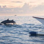 North Bali: Dolphin Watching and Snorkeling Tour - Who Will Love This Tour?