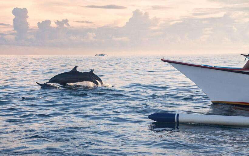 North Bali: Dolphin Watching and Snorkeling Tour - Who Will Love This Tour?