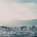 North Bali: Dolphins, Munduk Waterfall, and Twin Lakes Tour - A Deep Dive into the North Bali Experience
