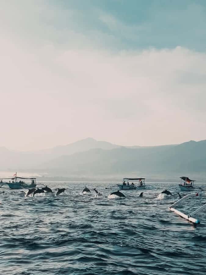 North Bali: Dolphins, Munduk Waterfall, and Twin Lakes Tour - A Deep Dive into the North Bali Experience