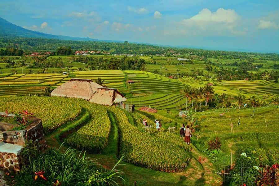 North Bali Grand Tour with Local Guide - Practical Details and Value