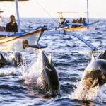 North Bali: Sunrise Dolphin Tour for Nature Lover & Explorer - Good To Know