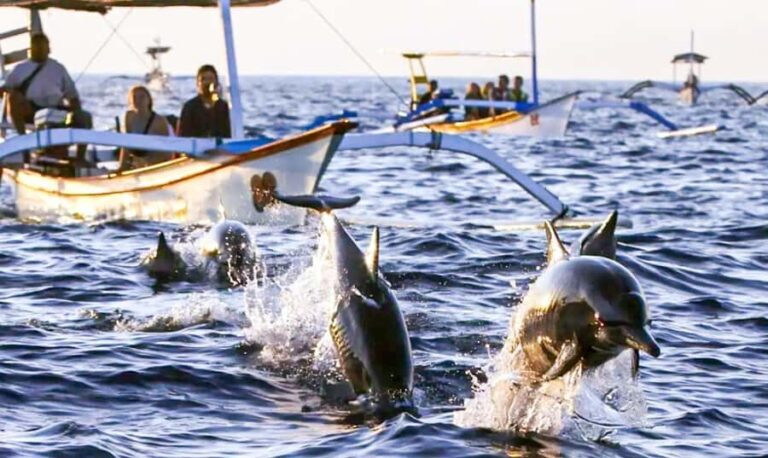 North Bali: Sunrise Dolphin Tour for Nature Lover & Explorer - Good To Know
