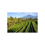North Bali: Walking on the expanse of jati luwih rice fields - Practical Details and Value