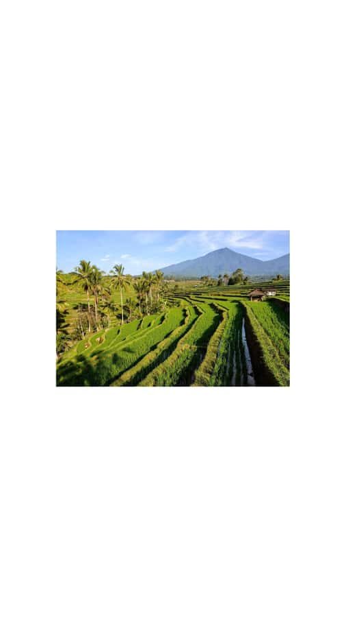 North Bali: Walking on the expanse of jati luwih rice fields - Practical Details and Value