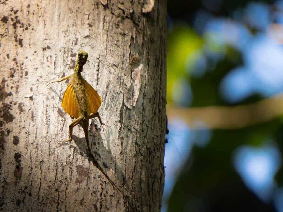 North Sulawesi, Bitung: Tangkoko Wildlife Adventure - What Travelers Have Said