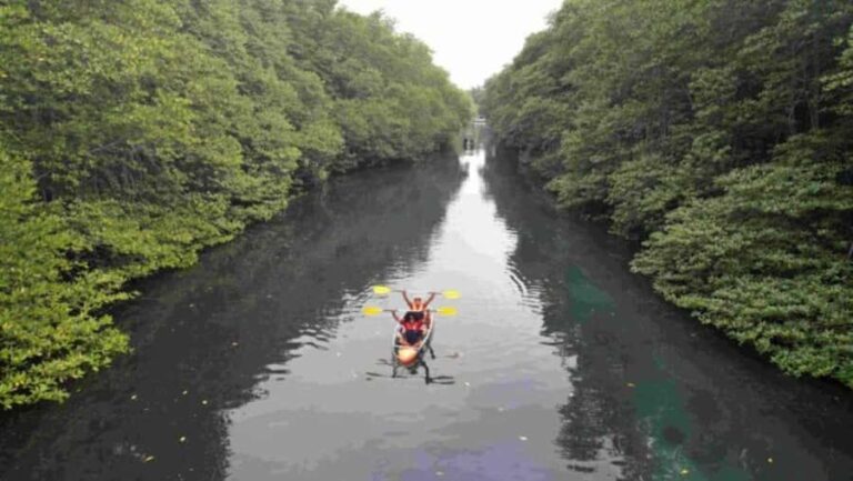 Nusa Dua: Suwung Mangrove Glass Bottom Boat Tour - An In-Depth Look at the Suwung Mangrove Glass Bottom Boat Tour