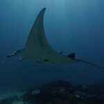 Nusa Lembongan: Scuba Diving Trip with Manta Ray and Sunfish - Who Will Love This Tour?