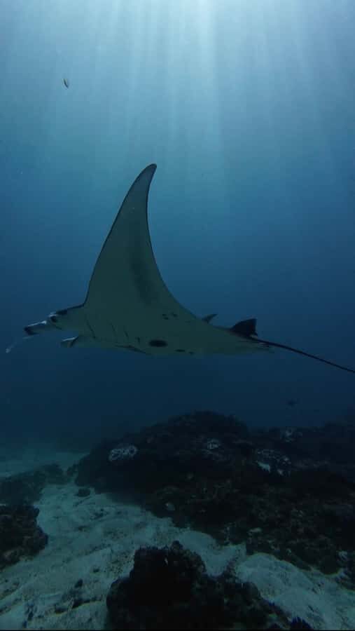 Nusa Lembongan: Scuba Diving Trip with Manta Ray and Sunfish - Who Will Love This Tour?