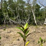 Nusa Penida/Lembongan: Mangrove Reforestation & Kanoe Tour - A Deep Dive into the Tour Experience