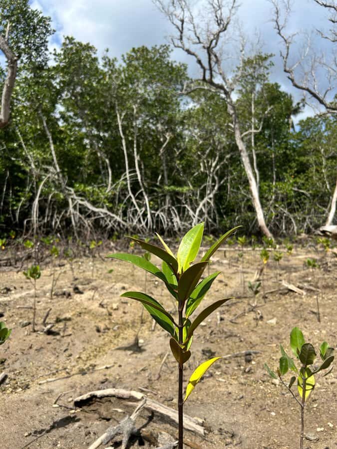 Nusa Penida/Lembongan: Mangrove Reforestation & Kanoe Tour - Who Should Consider This Tour?